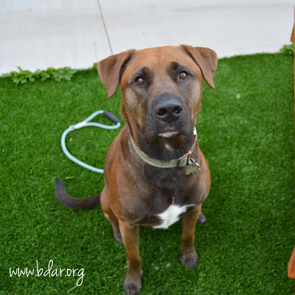 Enlarge Theo, a Adoptable mixed breed in Cheyenne, WY image 1/4