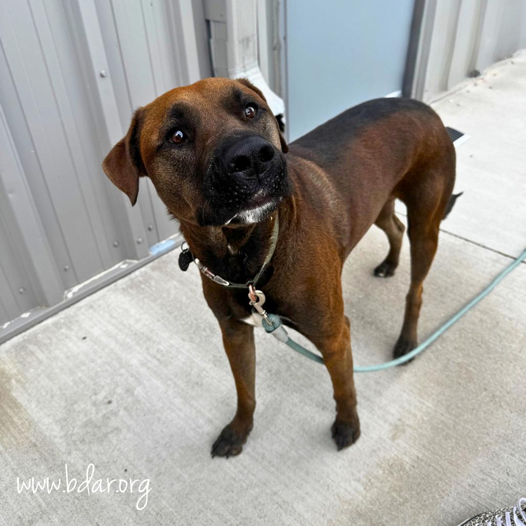Enlarge Theo, a Adoptable mixed breed in Cheyenne, WY image 2/4