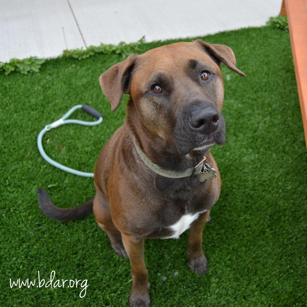 Enlarge Theo, a Adoptable mixed breed in Cheyenne, WY image 3/4