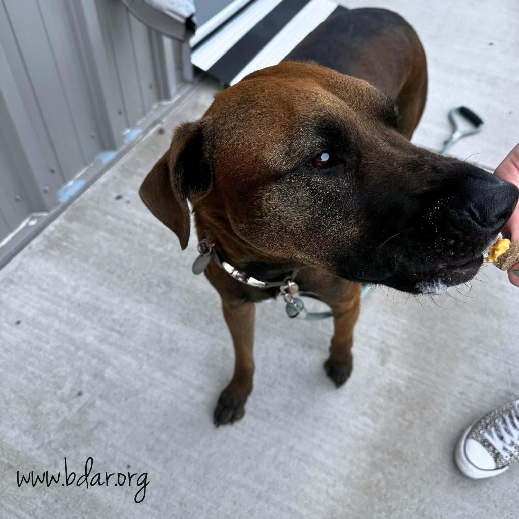 Enlarge Theo, a Adoptable mixed breed in Cheyenne, WY image 4/4