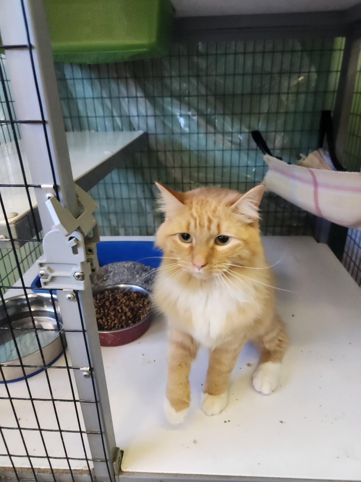 Cheeto Purrito, Adoptable, Young Male Domestic Long Hair.