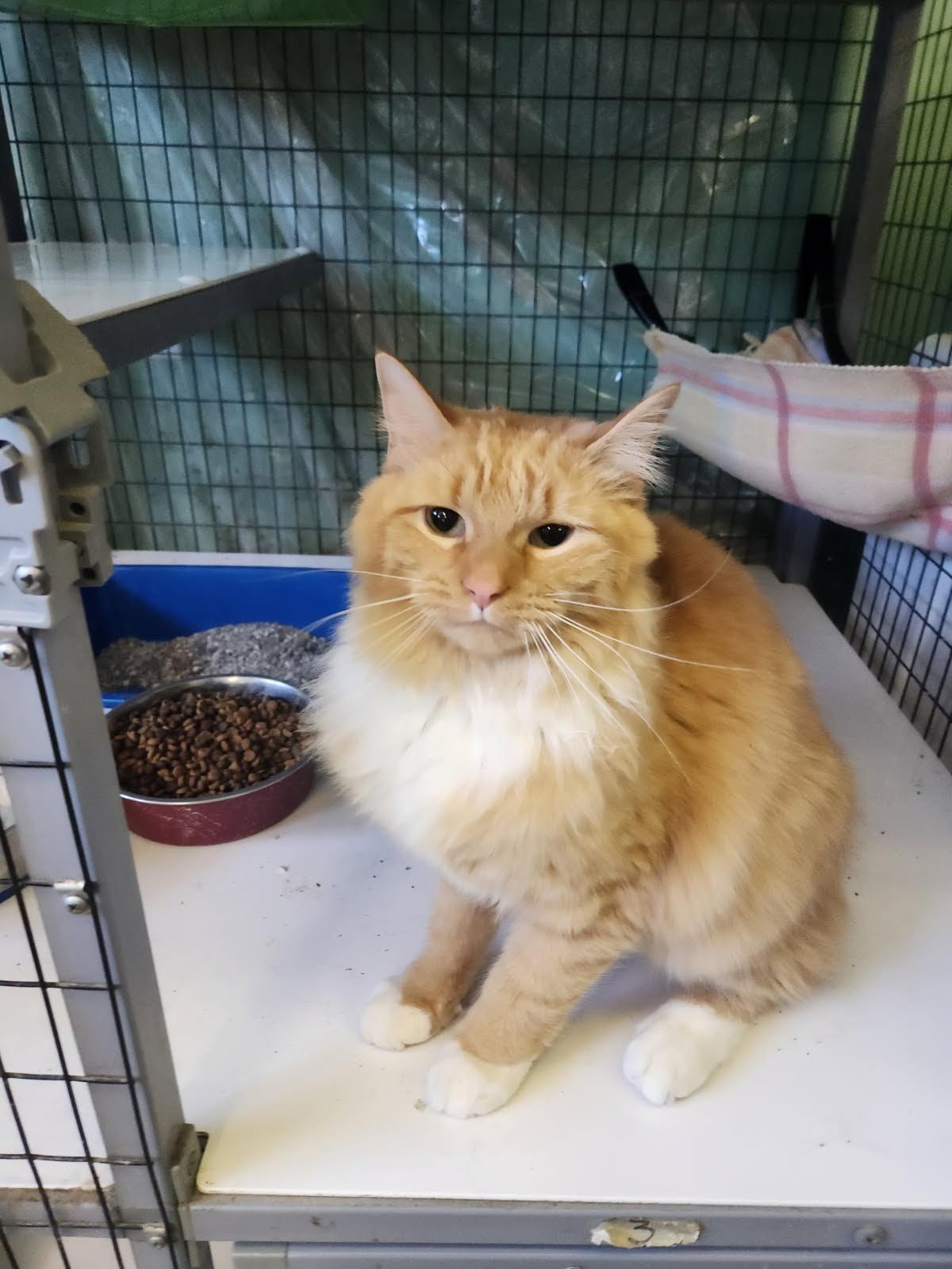 Enlarge Cheeto Purrito, a Adoptable Domestic Long Hair in Crossville, TN image 2/2