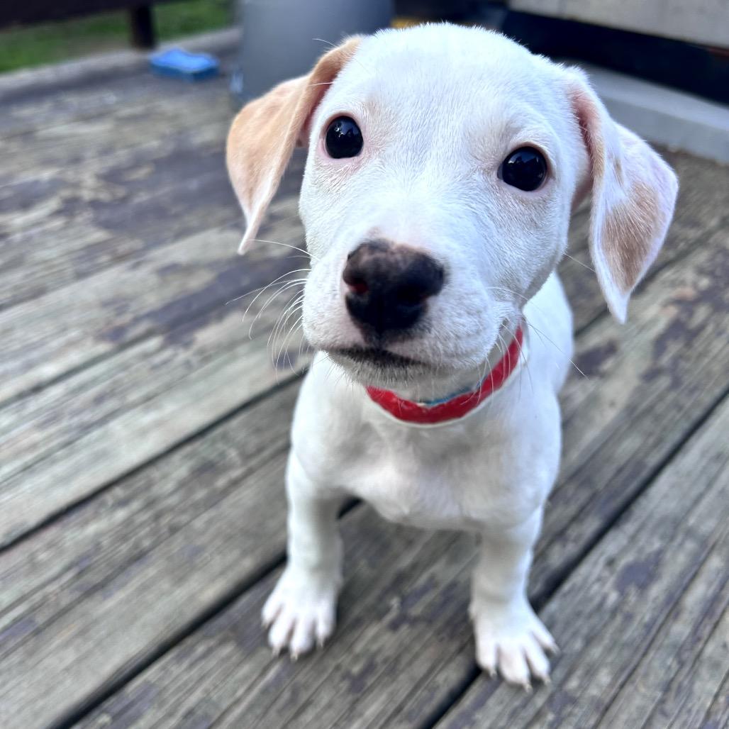 Enlarge Stormy Sam, a Adoptable Mixed Breed in Fredericksburg, VA image 2/2