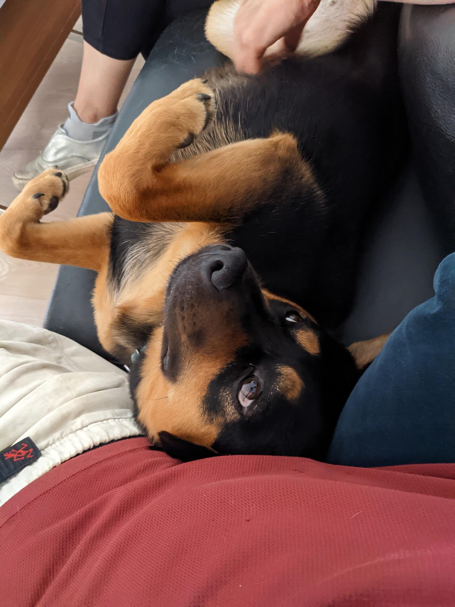 Enlarge Sheba, a ADOPTABLE Mixed Breed in Covington, WA image 3/6