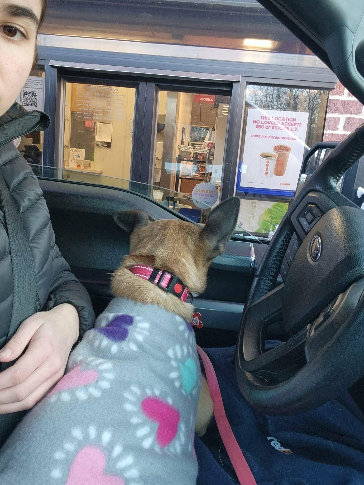 Enlarge Presley, a ADOPTABLE mixed breed in East Haddam, CT image 6/6