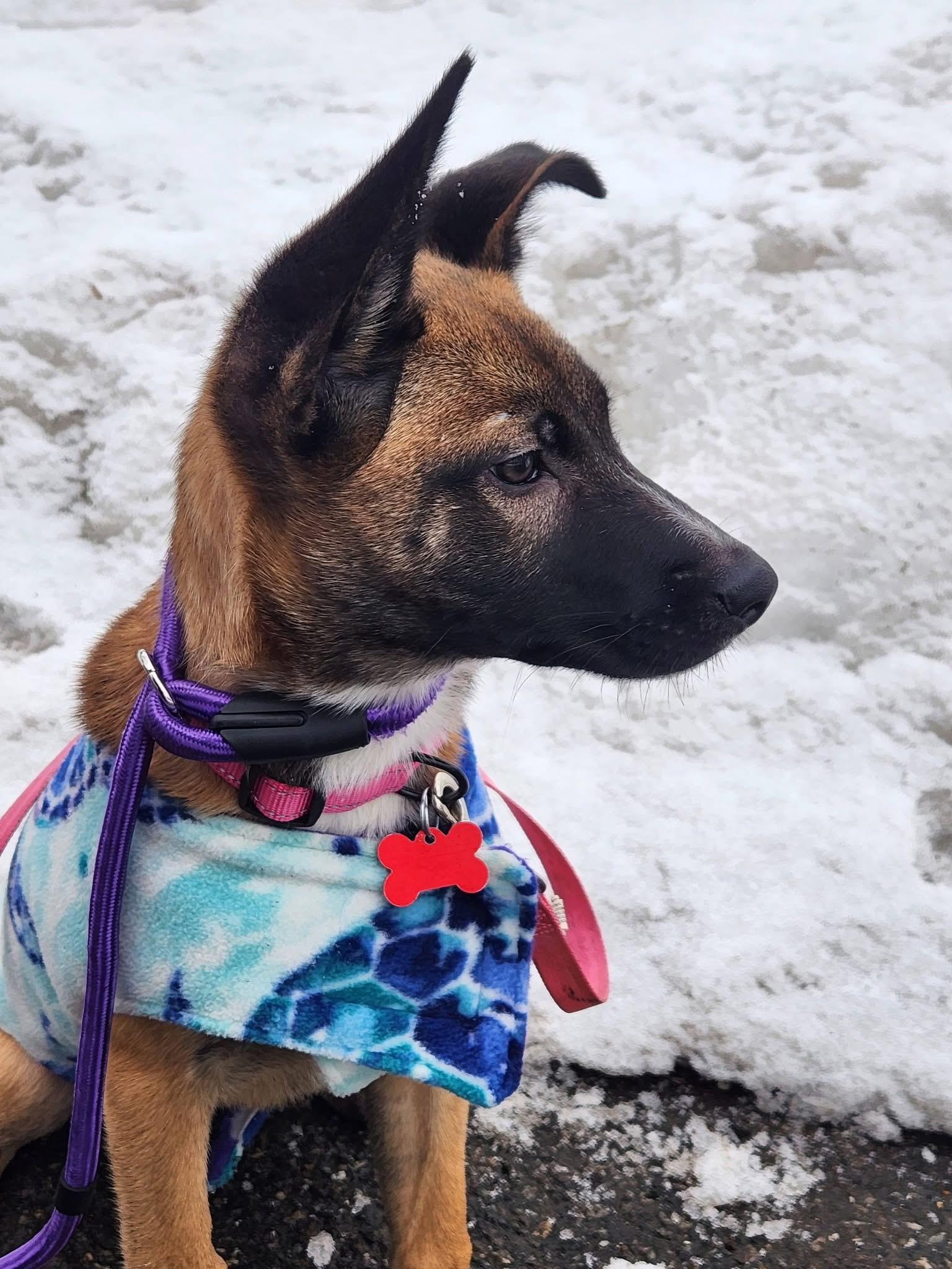 Enlarge Presley, a ADOPTABLE mixed breed in East Haddam, CT image 5/6