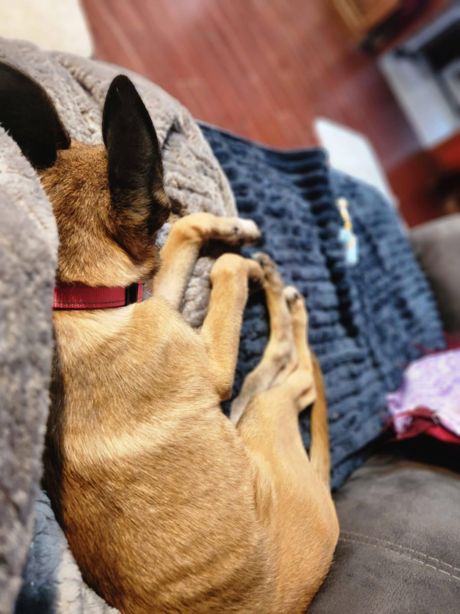 Enlarge Presley, a ADOPTABLE mixed breed in East Haddam, CT image 2/6