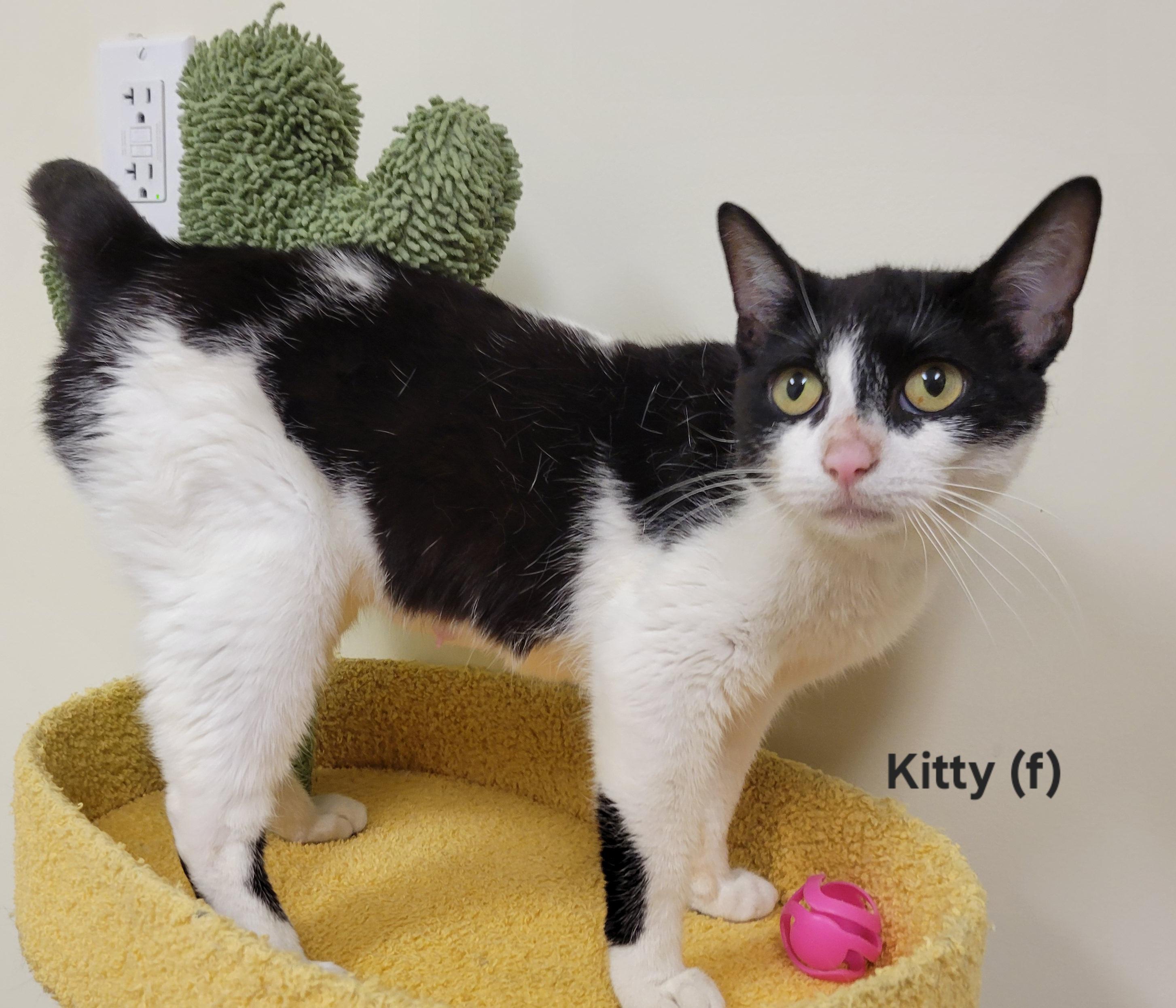 Kitty