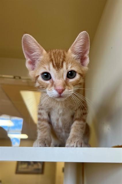 SUNNY, Adoptable, Kitten Male Domestic Short Hair.