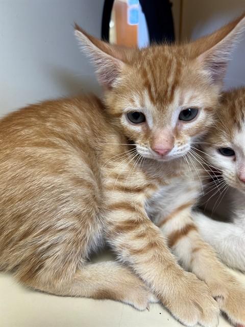 SUNNY, Adoptable, Kitten Male Domestic Short Hair.