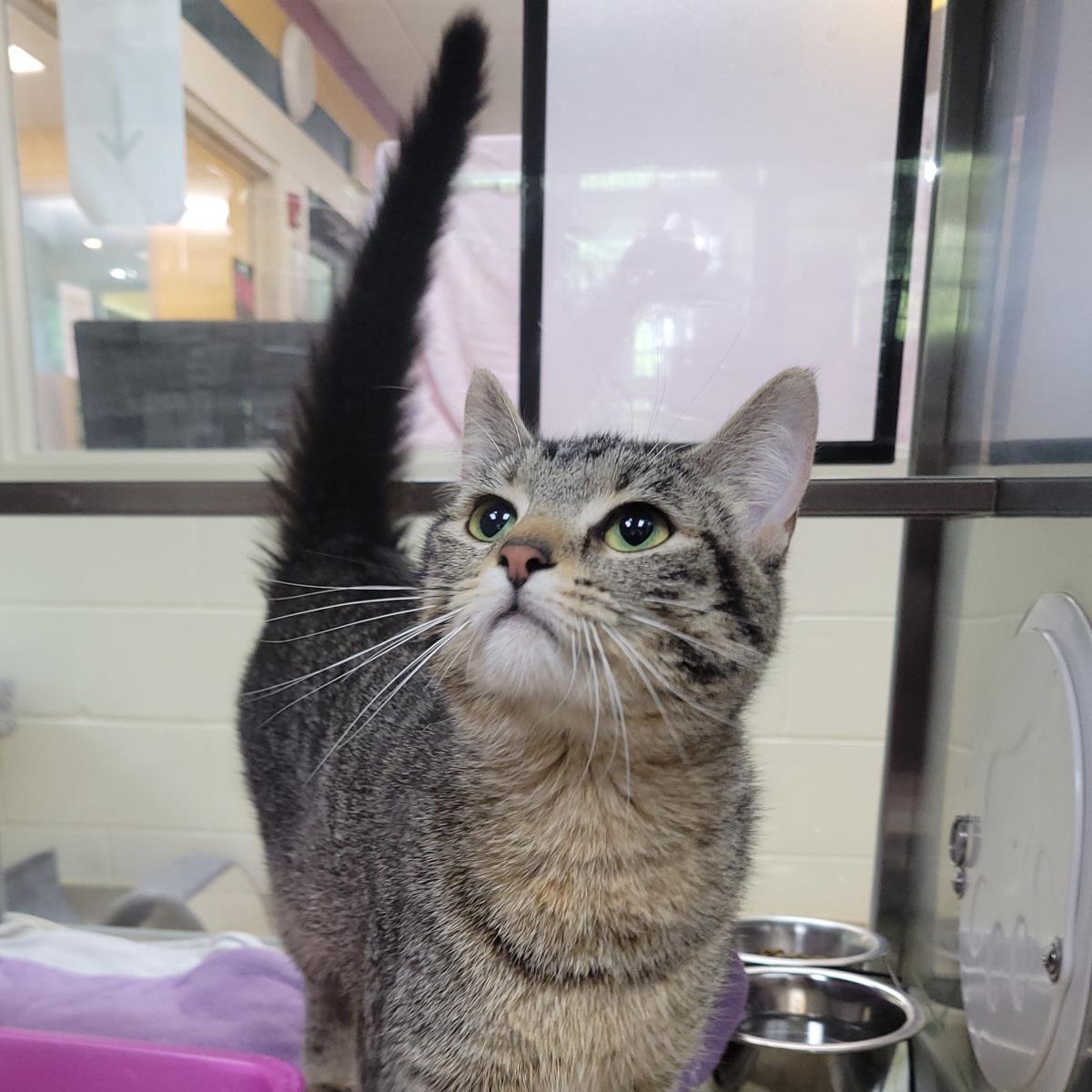 Romy, a Adoptable Domestic Short Hair in Plover, WI image 1/3