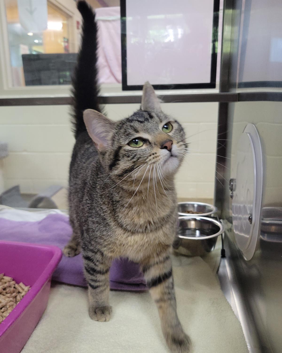 Romy, a Adoptable Domestic Short Hair in Plover, WI image 2/3