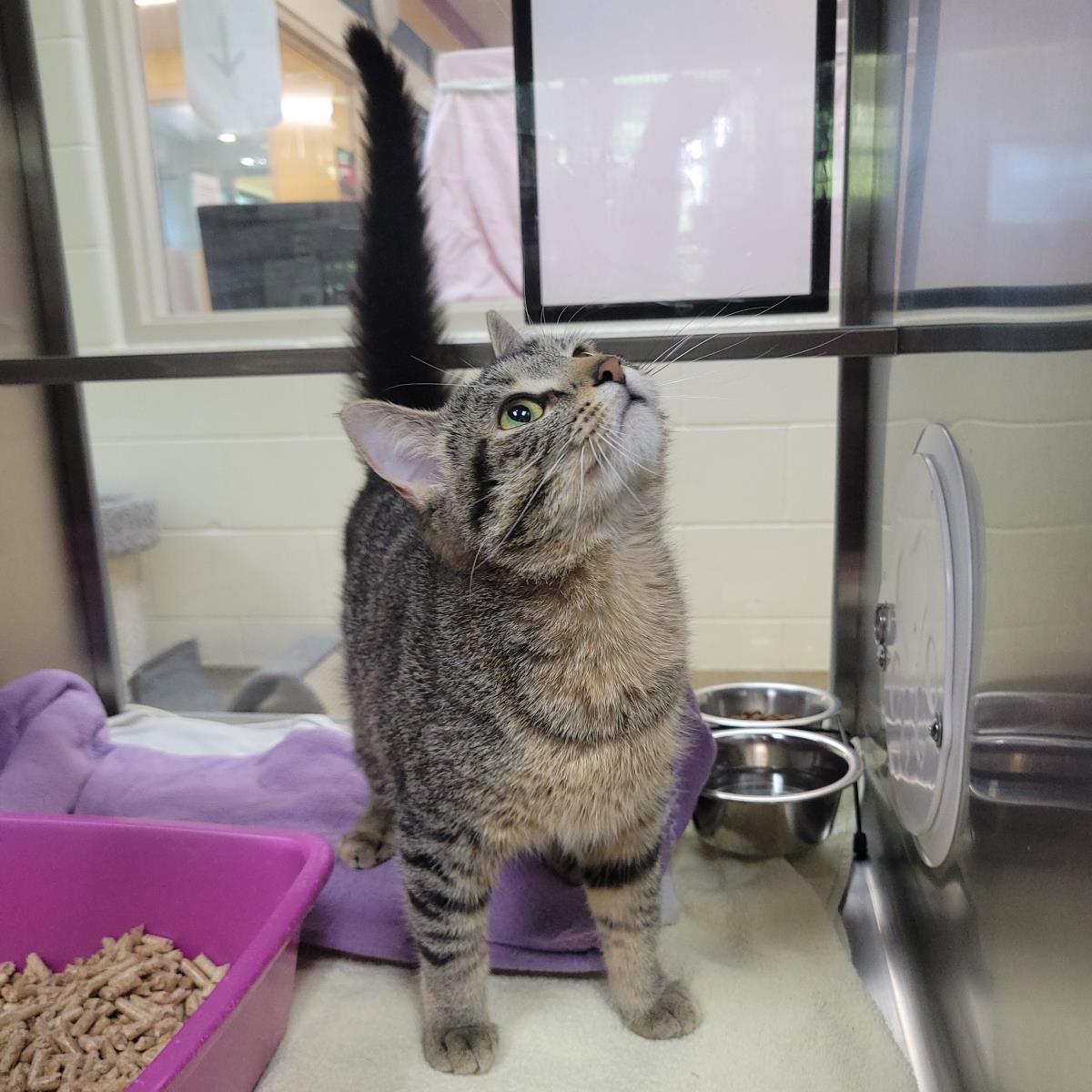 Romy, a Adoptable Domestic Short Hair in Plover, WI image 3/3