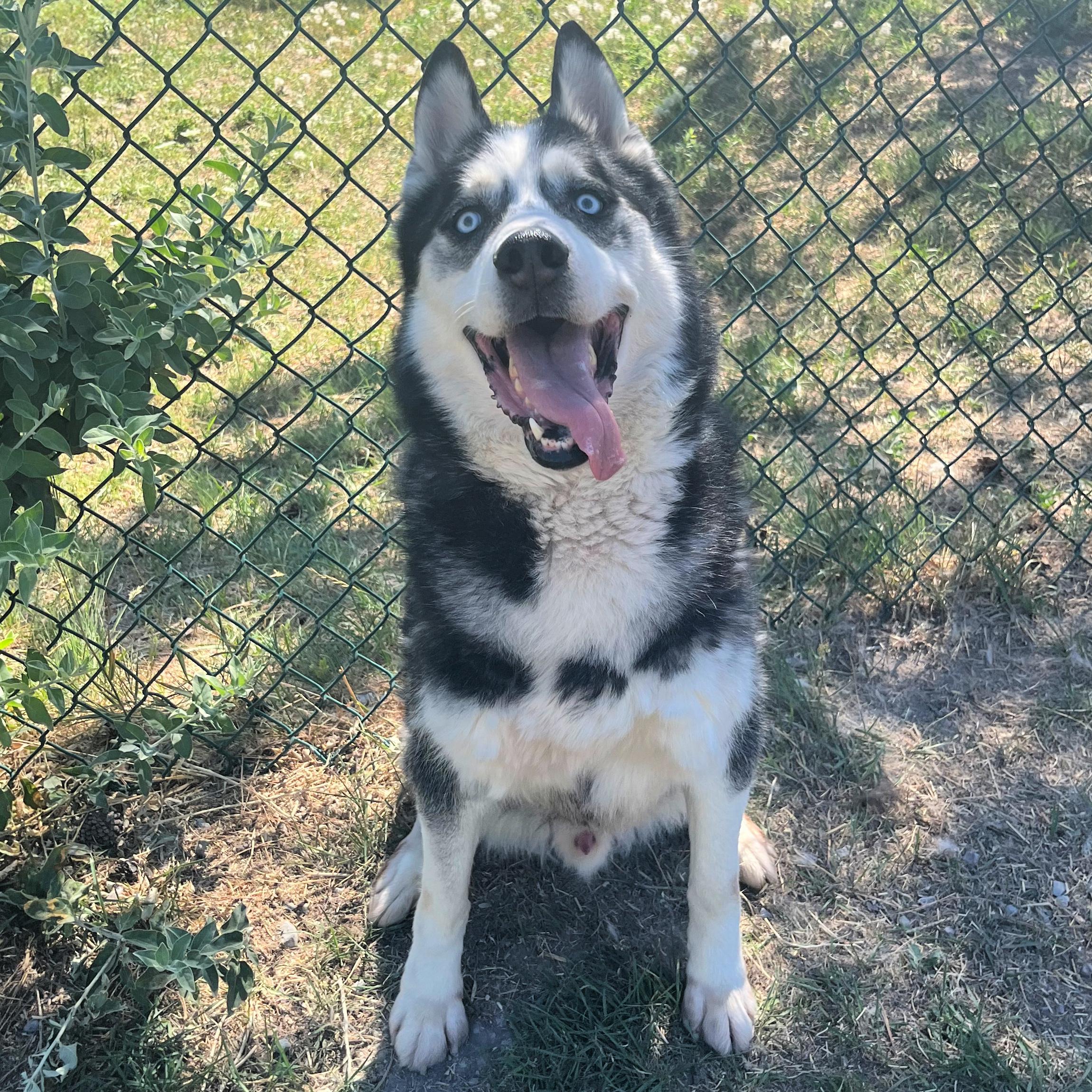 Dante, an adoptable Husky in Lindon, UT, 84042 | Photo Image 2