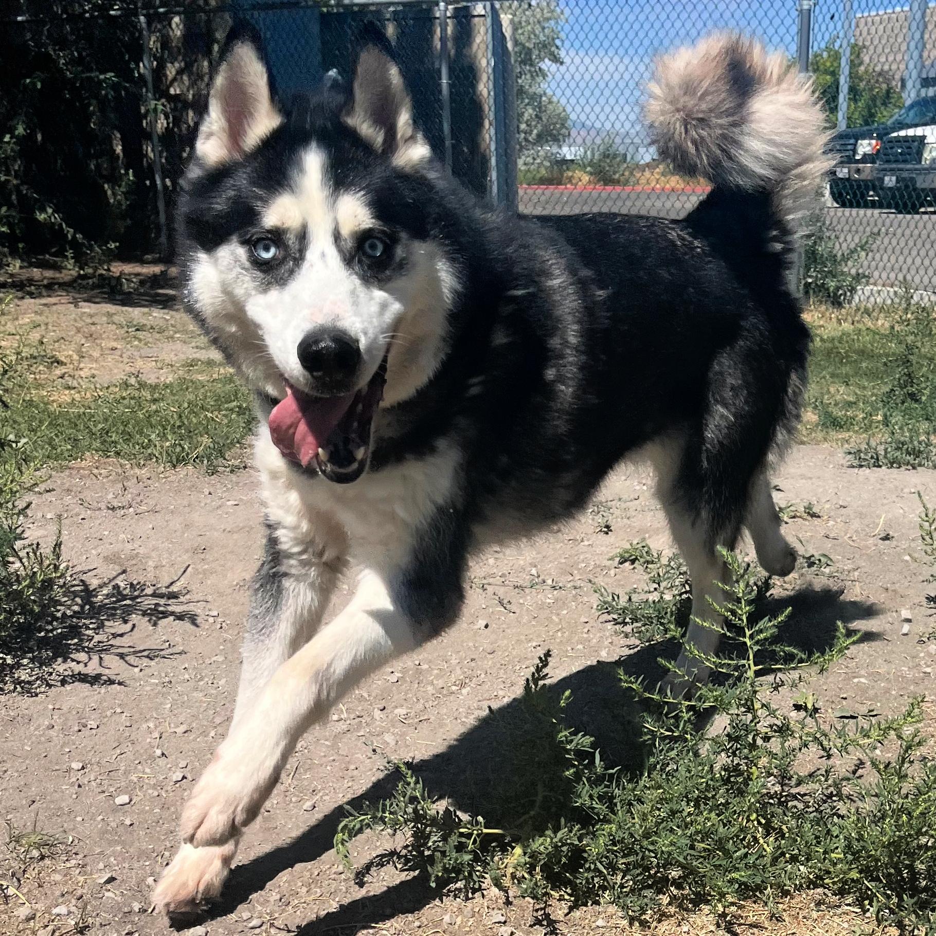 Dante, an adoptable Husky in Lindon, UT, 84042 | Photo Image 5