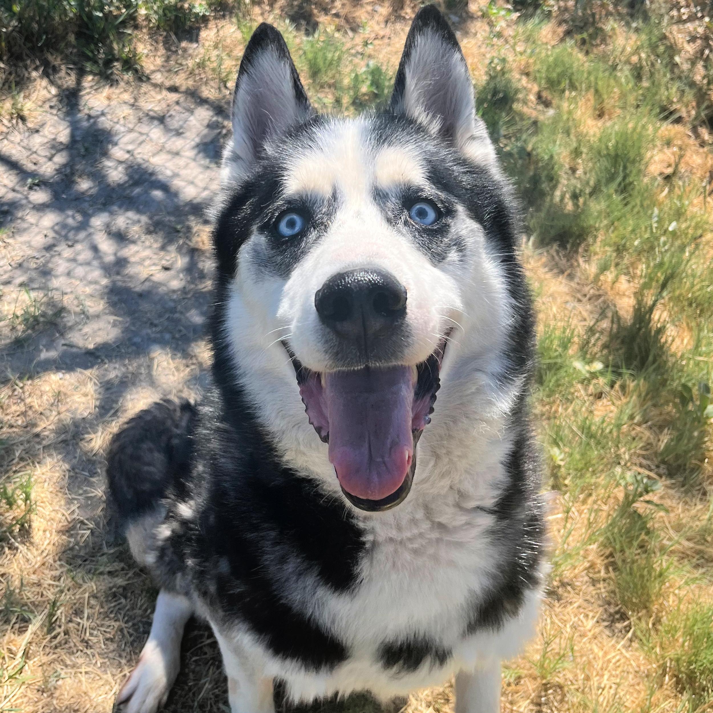 Dante, an adoptable Husky in Lindon, UT, 84042 | Photo Image 1