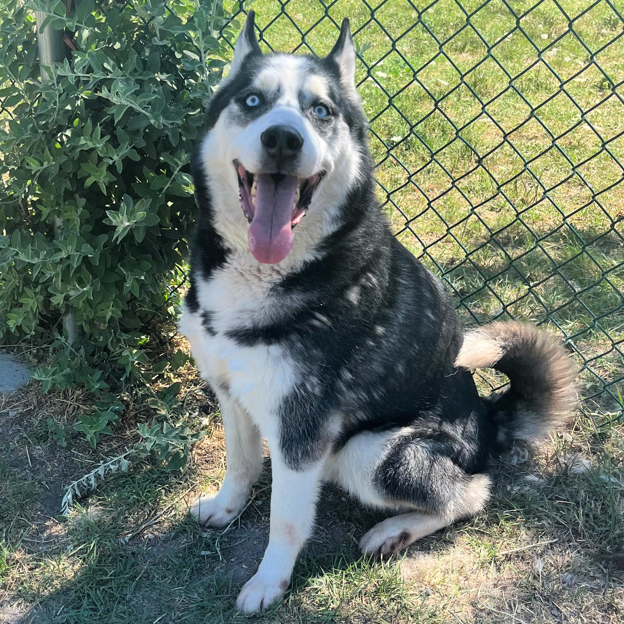 Dante, an adoptable Husky in Lindon, UT, 84042 | Photo Image 3