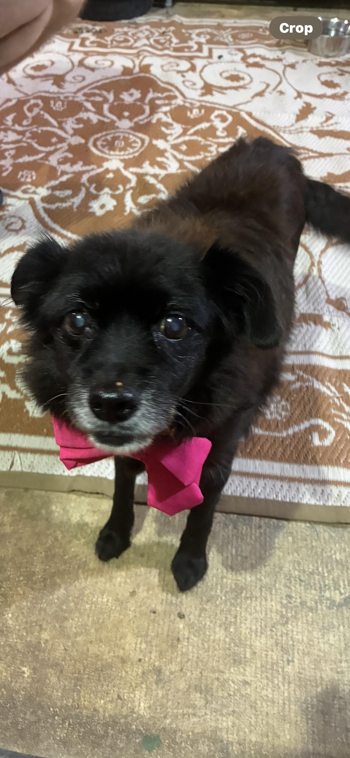 Gobi , ADOPTABLE, Senior Female Pomeranian.
