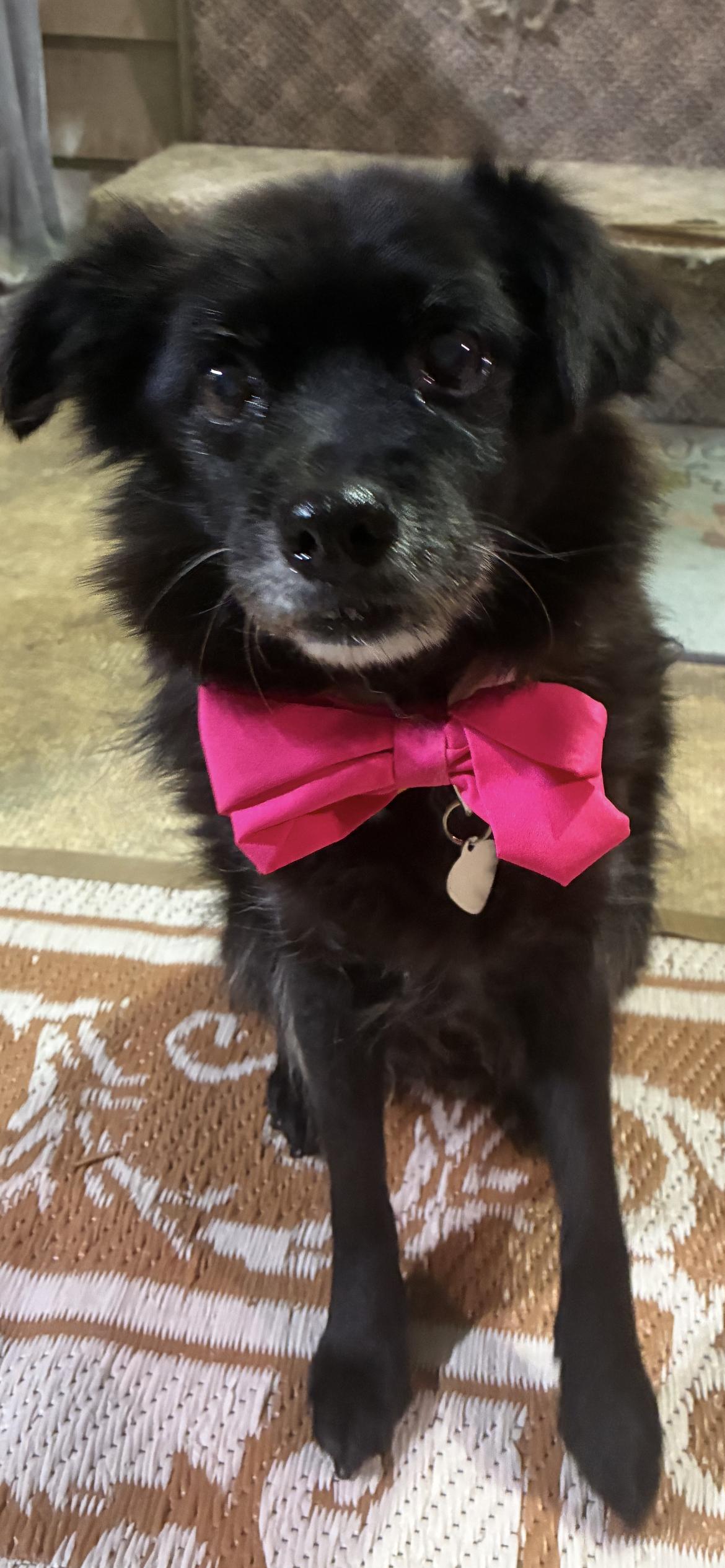 Enlarge Gobi , a ADOPTABLE mixed breed in Saint Louis, MO image 2/2