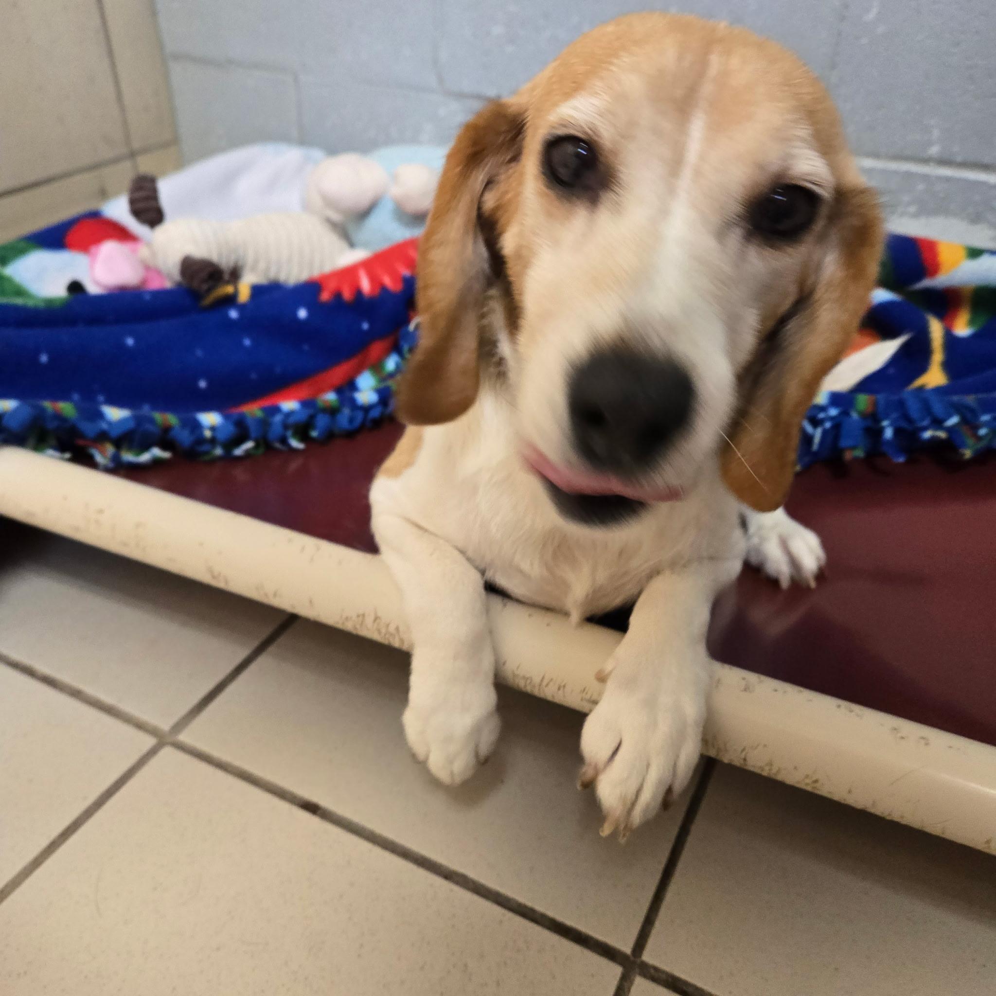 Meryl, ADOPTABLE, Senior Female Beagle.
