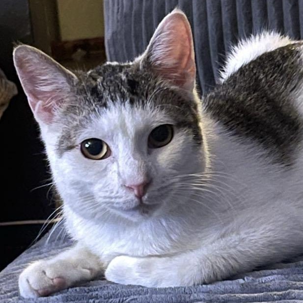 Christopher Robin, Young Male Domestic Short Hair