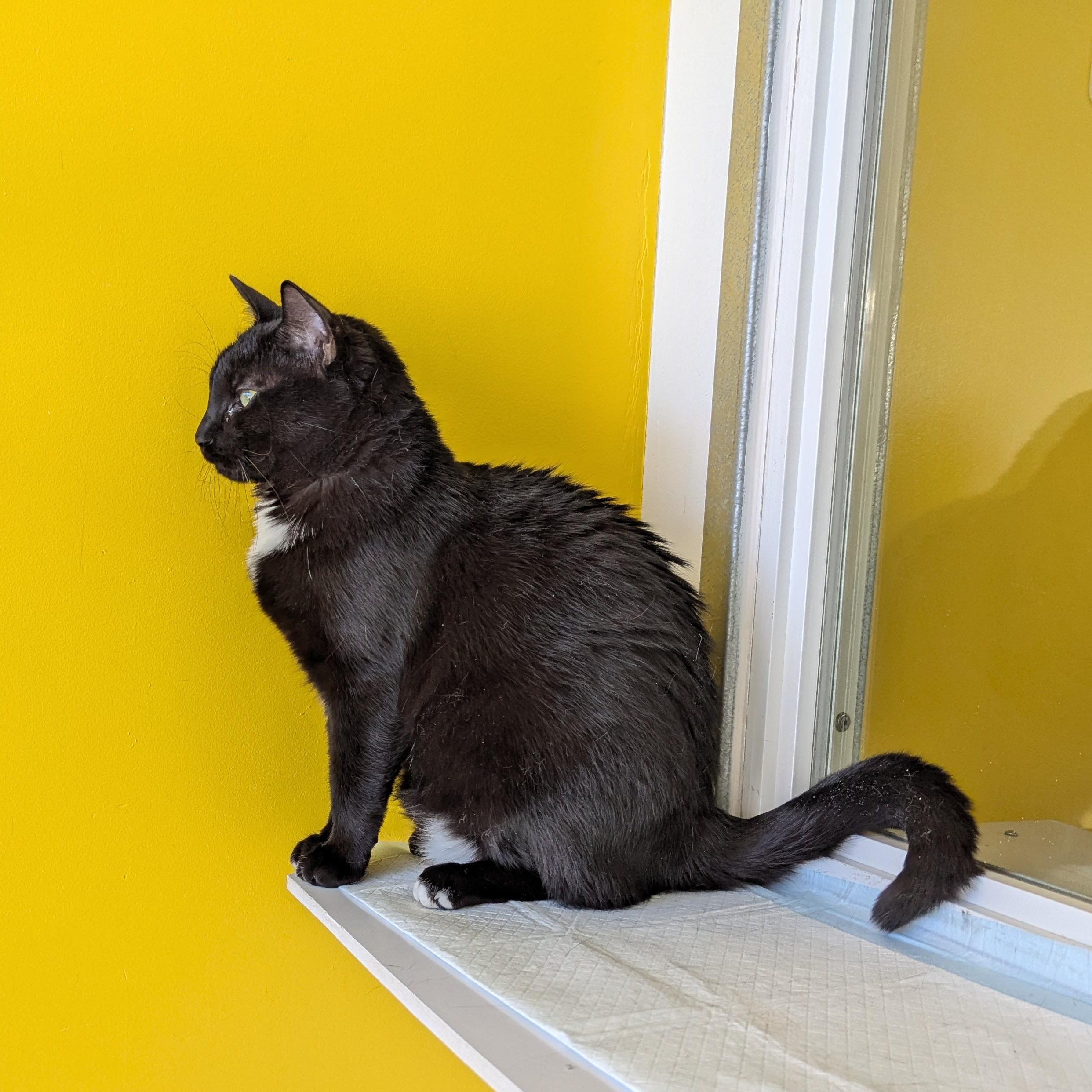 Enlarge London, an adopted Domestic Short Hair in Morden, MB image 2/5