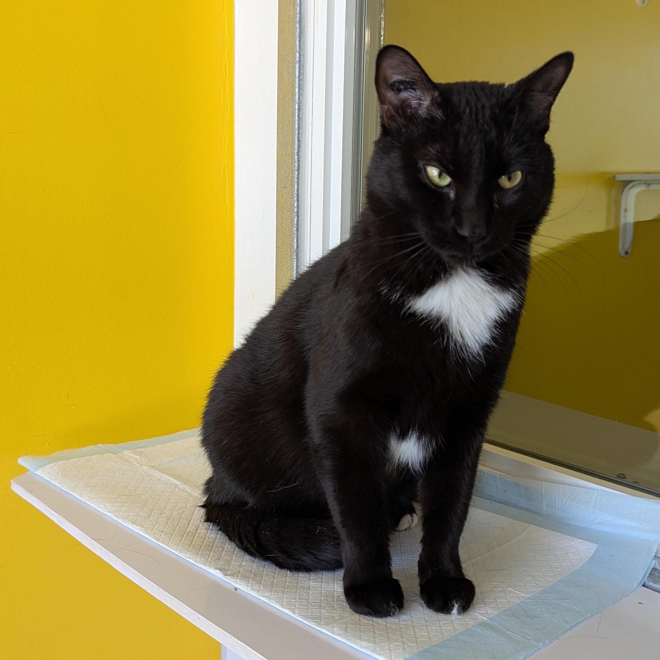 Enlarge London, an adopted Domestic Short Hair in Morden, MB image 1/5