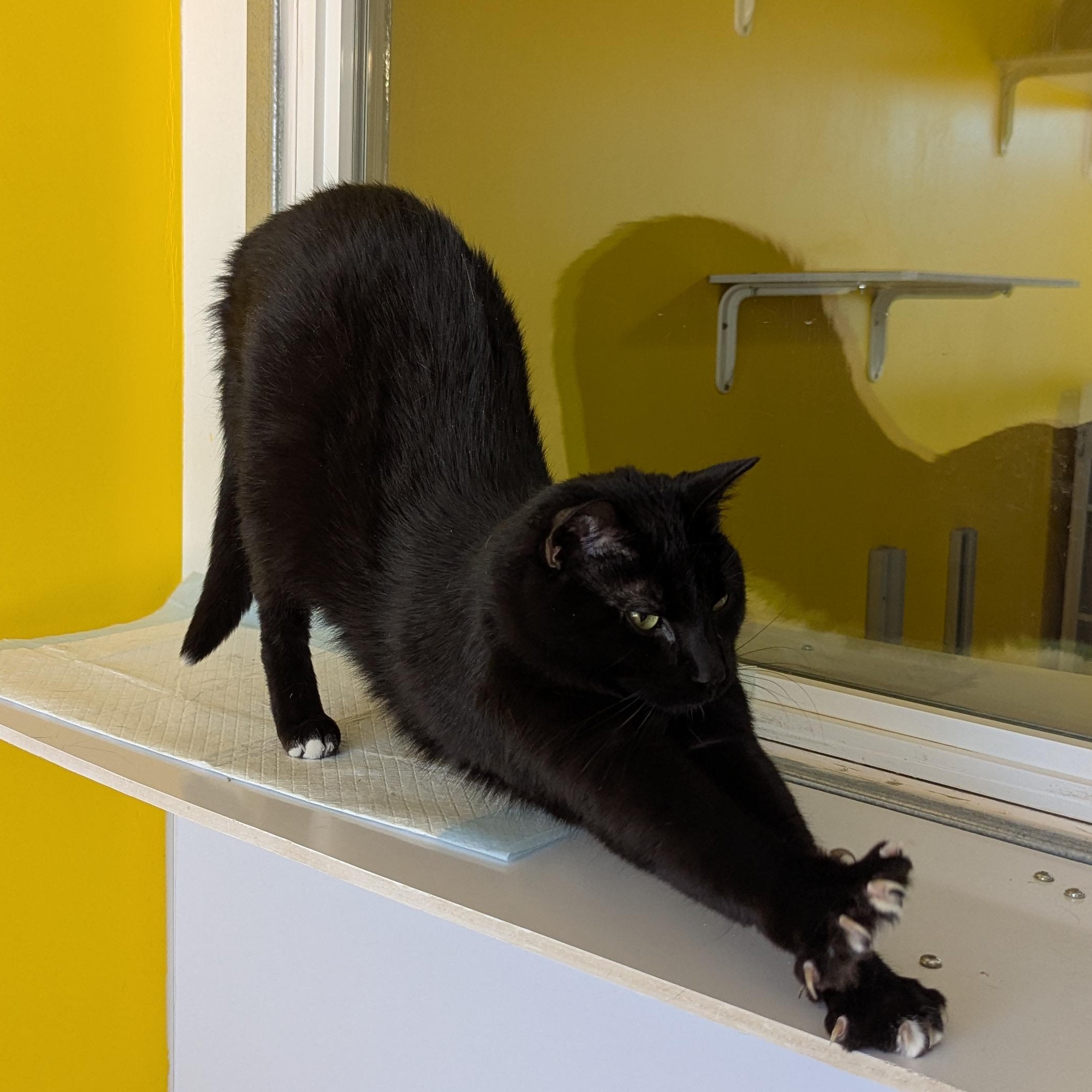 Enlarge London, an adopted Domestic Short Hair in Morden, MB image 3/5