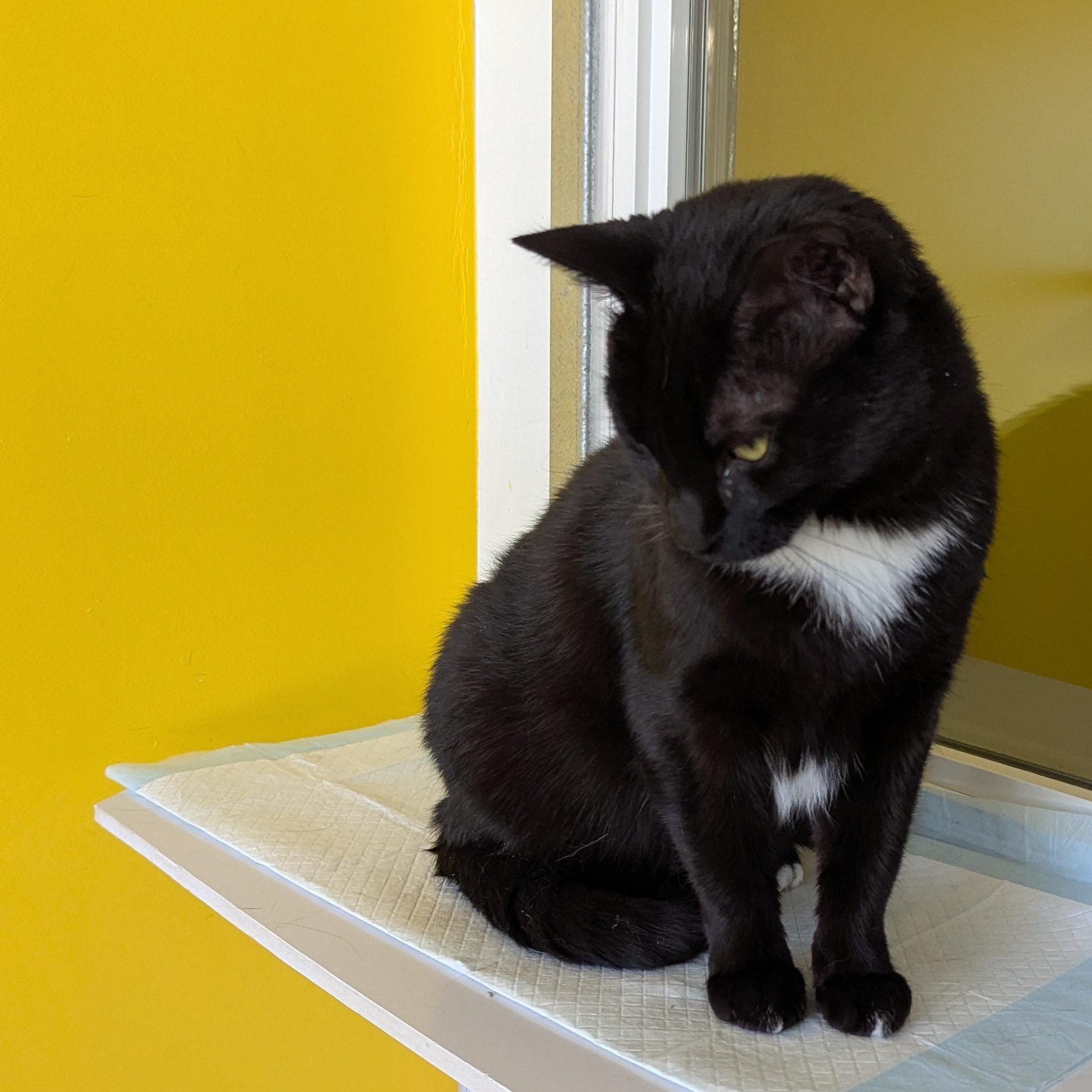 Enlarge London, an adopted Domestic Short Hair in Morden, MB image 4/5