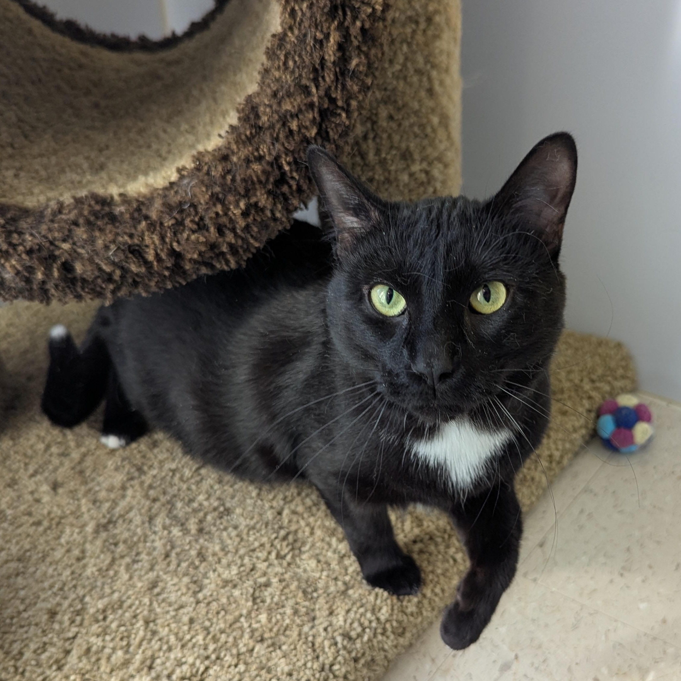 Enlarge London, an adopted Domestic Short Hair in Morden, MB image 5/5