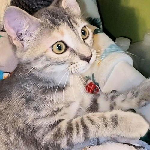 Lorna, a Adoptable Domestic Short Hair in Rutherfordton, NC image 1/3