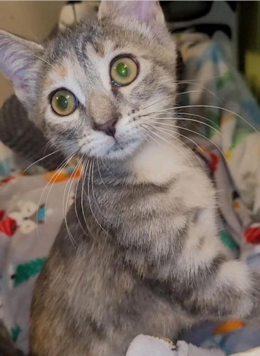 Lorna, a Adoptable Domestic Short Hair in Rutherfordton, NC image 2/3