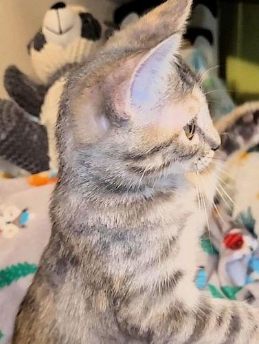 Lorna, a Adoptable Domestic Short Hair in Rutherfordton, NC image 3/3