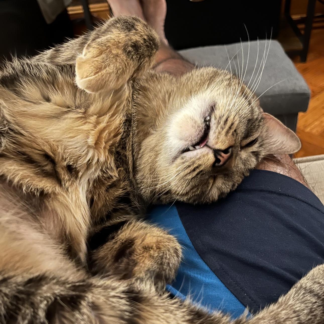 Kitty 4
