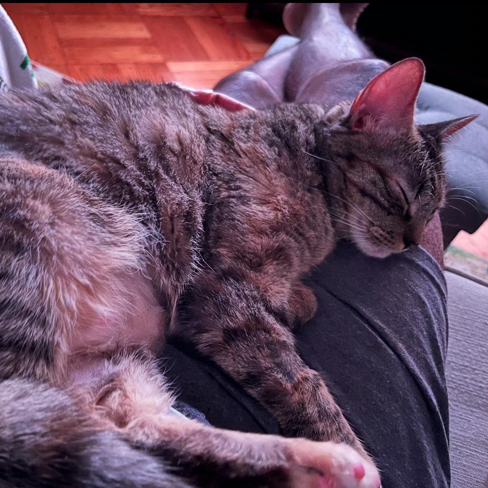 Kitty 3