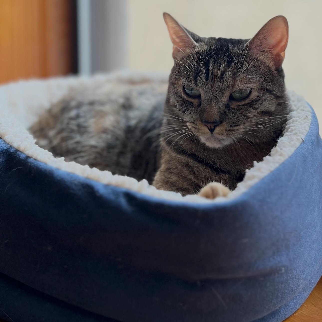 Kitty 5