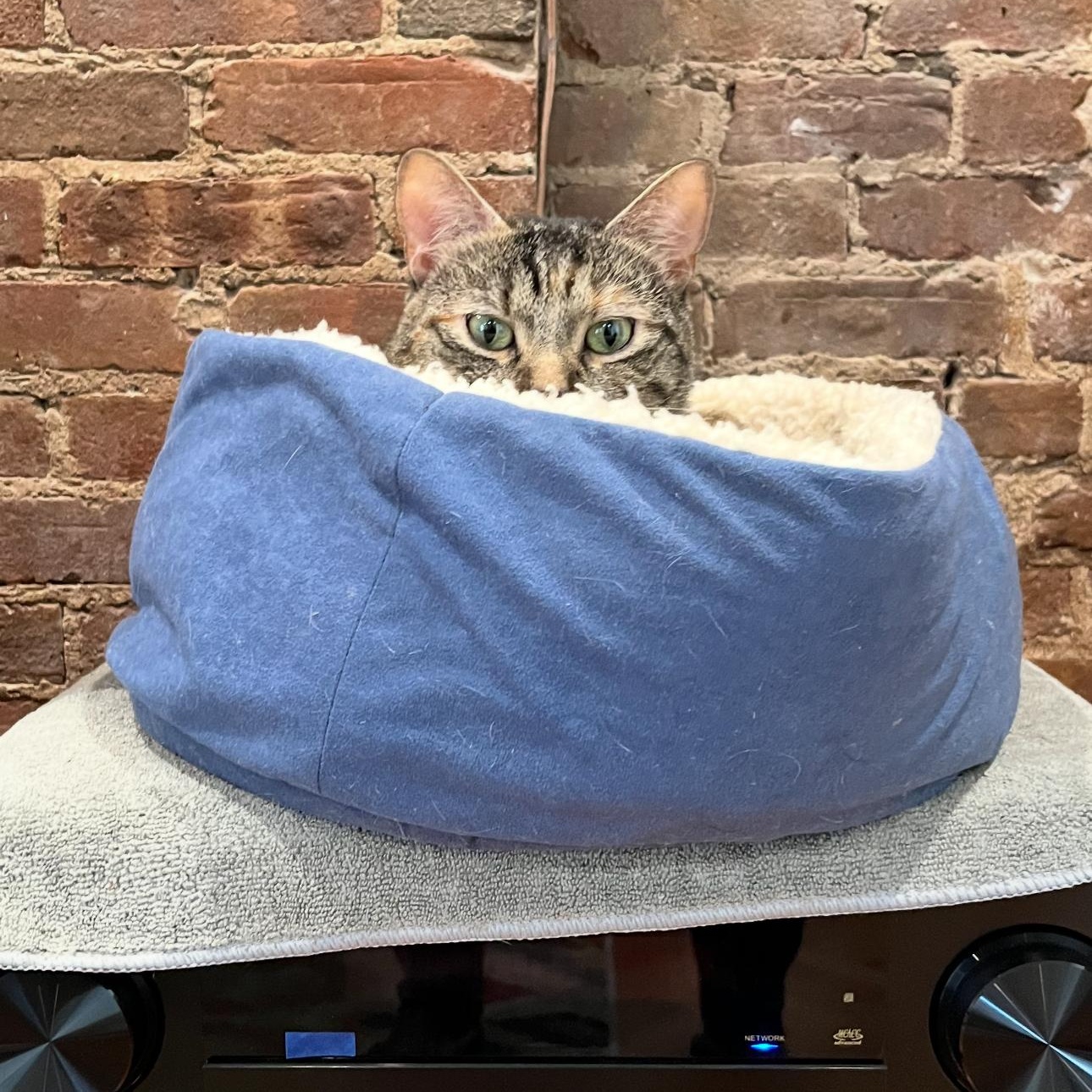 Kitty 1