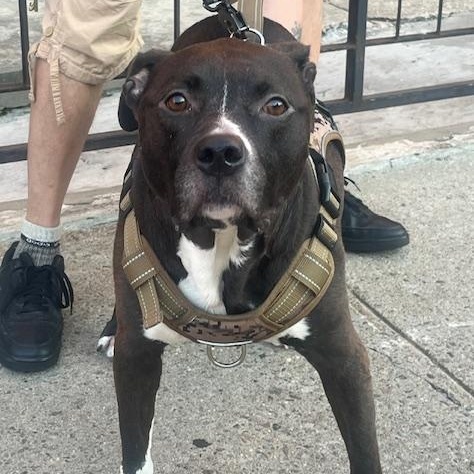 BabyJoJo, a Adoptable mixed breed in Brooklyn, NY image 2/6