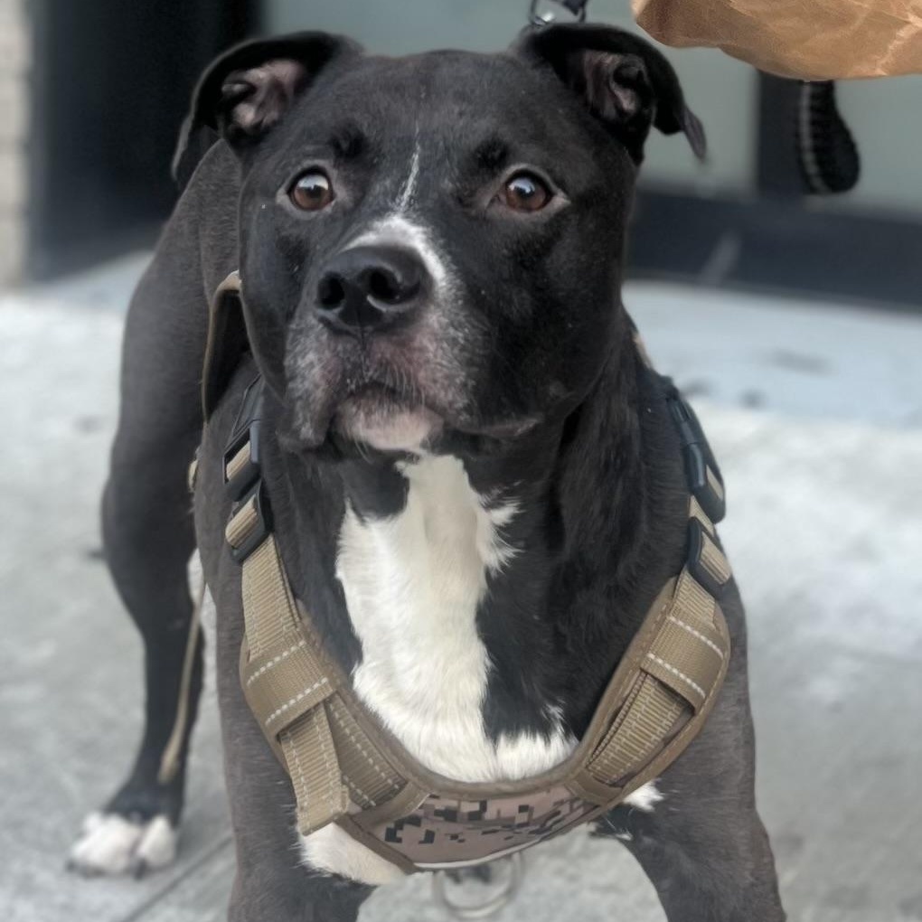 BabyJoJo, a Adoptable mixed breed in Brooklyn, NY image 4/6