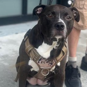 BabyJoJo, Adoptable, Adult Female Pit Bull Terrier & Black Labrador Retriever.