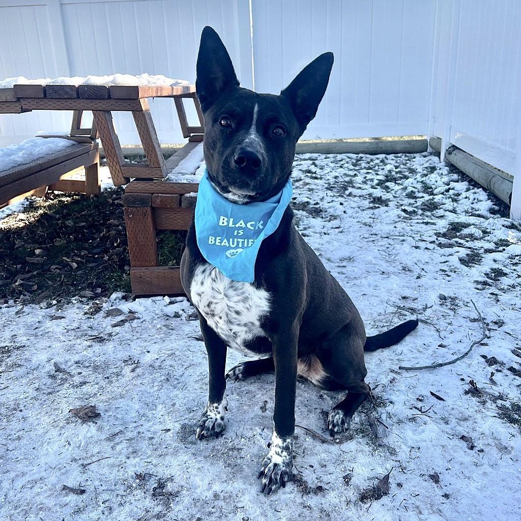 Sheba, Adoptable, Adult Female Australian Cattle Dog / Blue Heeler & American Staffordshire Terrier.