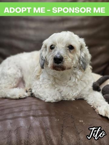 Tito, a Adoptable mixed breed in Chicago, IL image 1/7