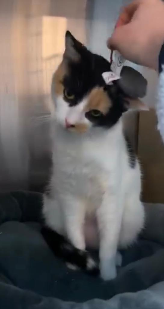 Paisley, Adoptable, Young Female Calico.