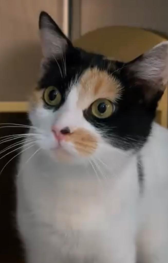 Enlarge Paisley, a Adoptable Calico in Ewing, NJ image 3/3