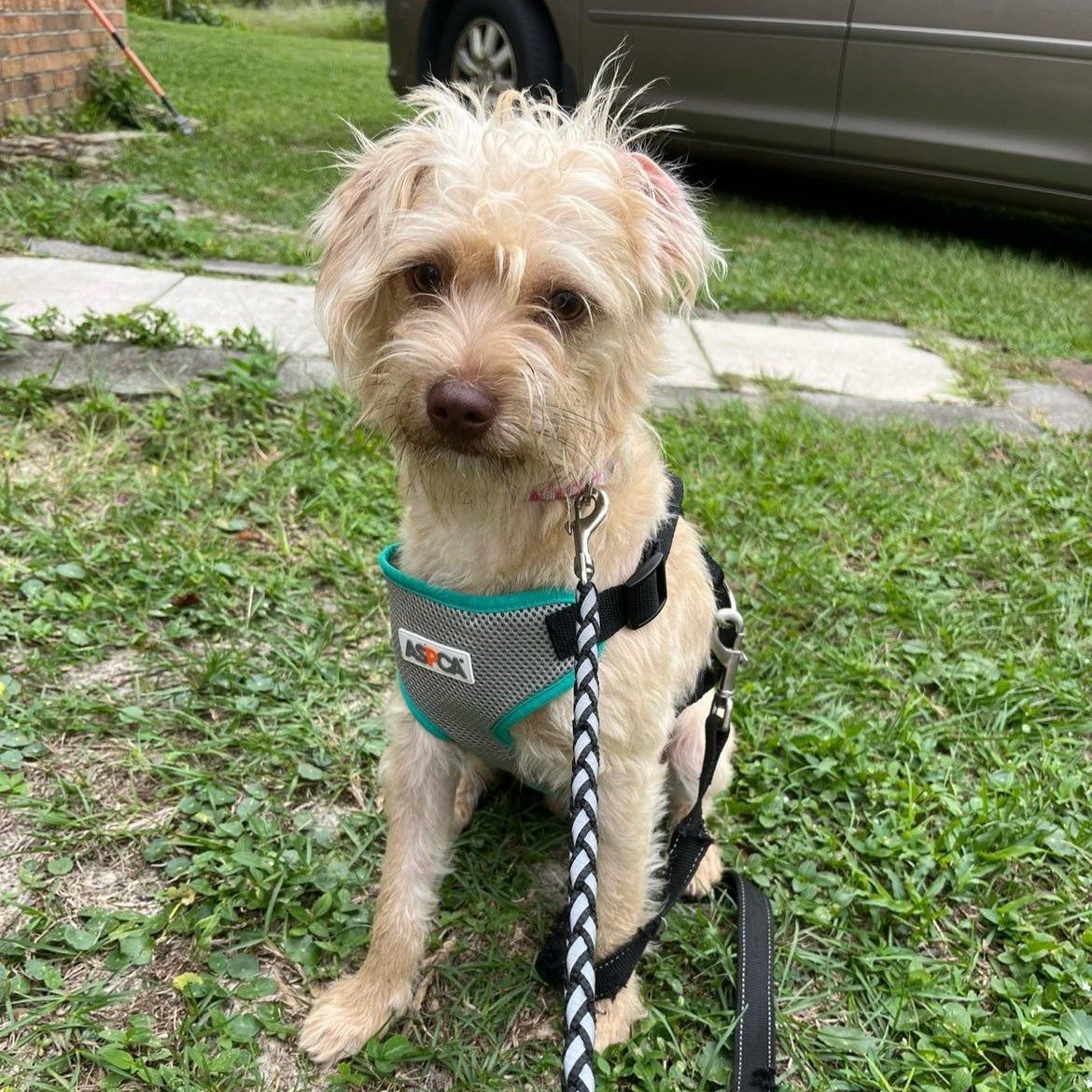 Dog for adoption Coffee, a Terrier Mix in Argyle, NY Petfinder