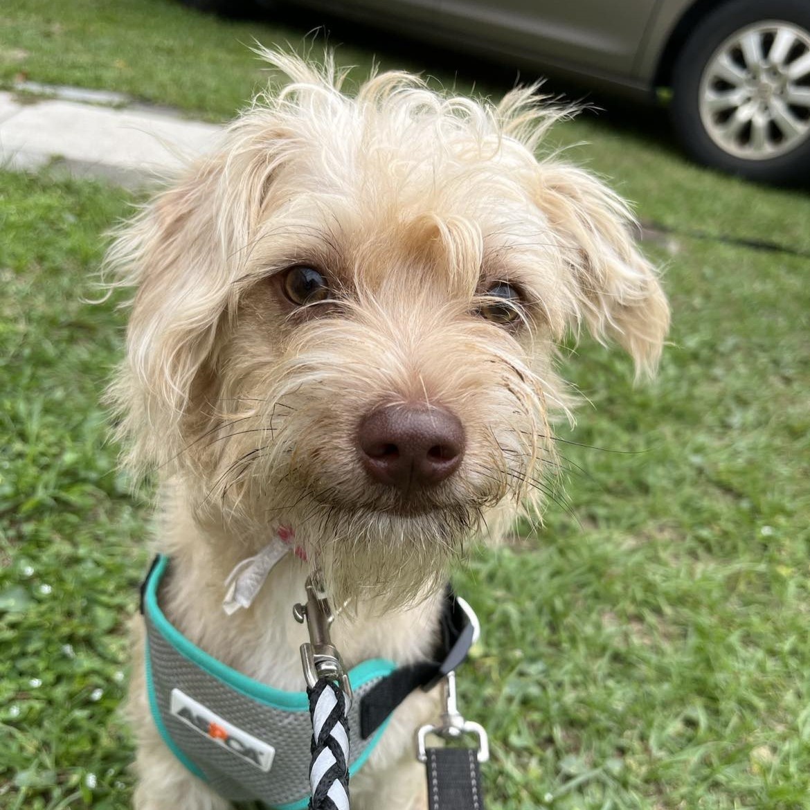 Dog for adoption Coffee, a Terrier Mix in Argyle, NY Petfinder