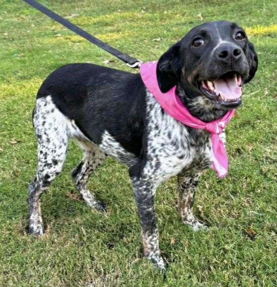 Enlarge Havana, a ADOPTABLE Mixed Breed in Northwood, NH image 3/4