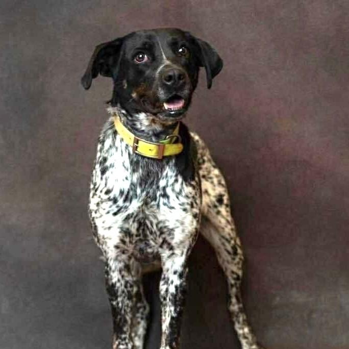 Havana, ADOPTABLE, Adult Female Mixed Breed.