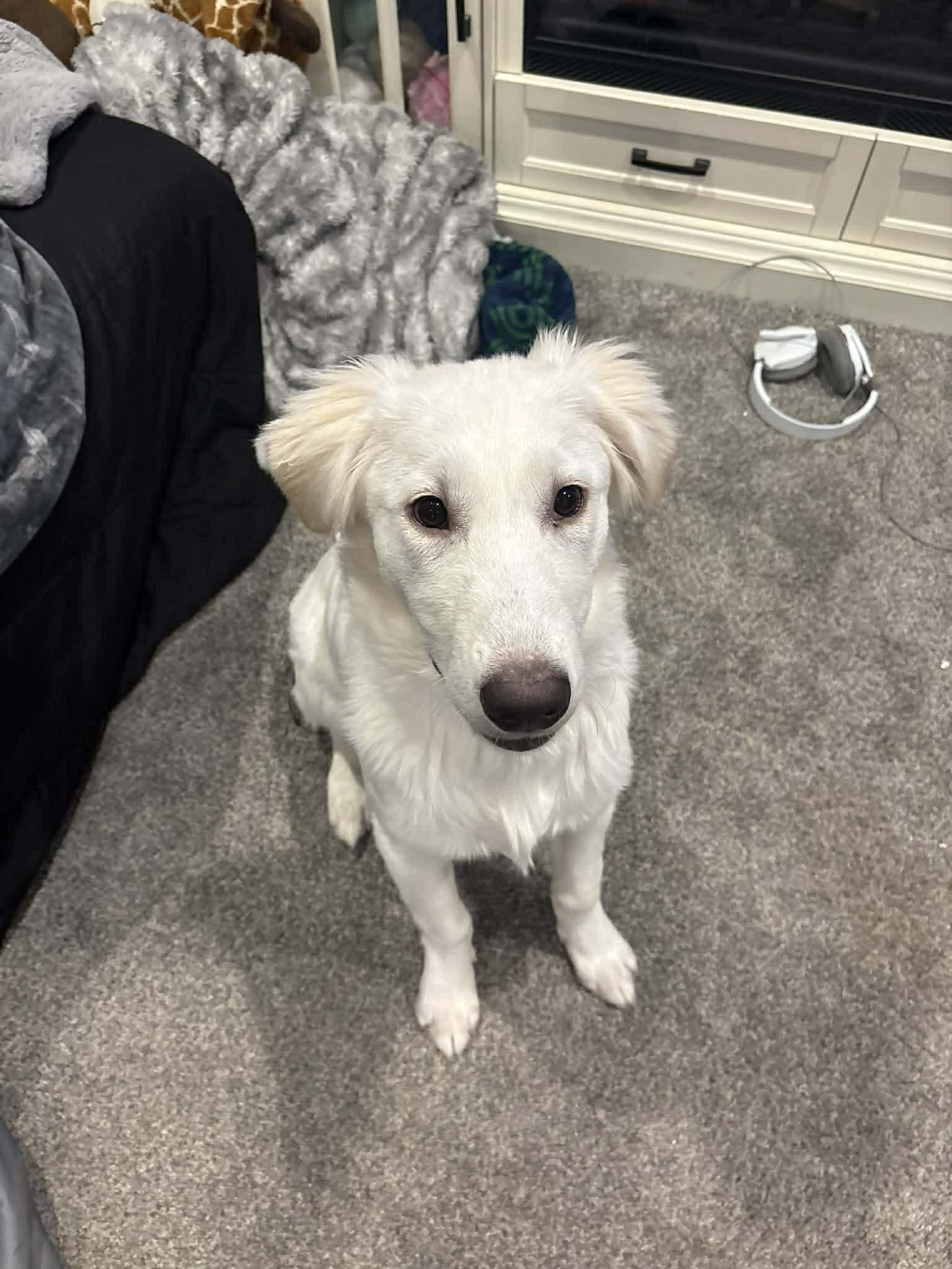 Ariel, Adoptable, Young Female Great Pyrenees & Akbash.