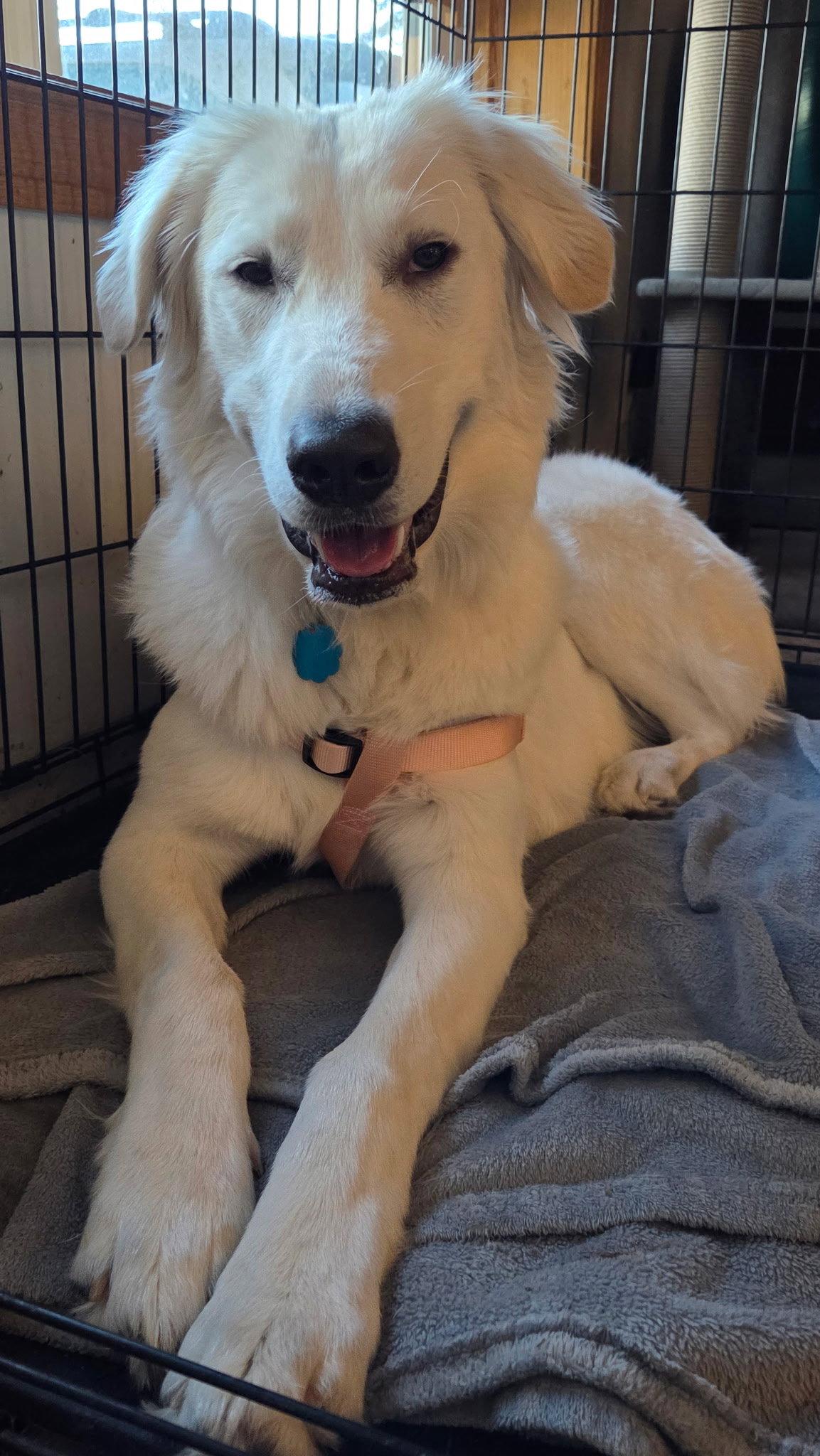 Ariel, a Adoptable mixed breed in Bountiful, UT image 2/2